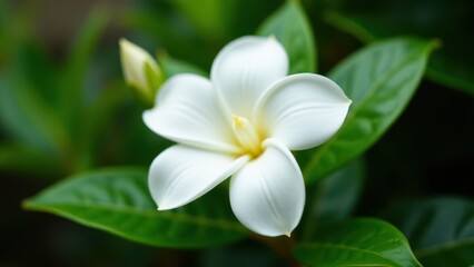 Fototapeta premium A close-up of a white gardenia flower with lush green leaves in the background.