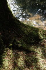 Mossy Tree Root and Water Reflection – Nature Texture and Calm Scene