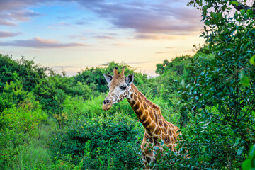 Obraz premium 2024-01-04 LARGE GIRAFFE WALKING THROUGH LUSH FOLIAGE WITH EARS FORWARD AND NICE EYES IN KAREN KENYA