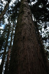 Ancient Tree Trunk with Moss in a Lush Forest – Nature Texture Background
