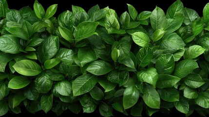 Lush green foliage wall, natural background