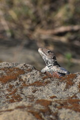Himalaya rock agama lizard 