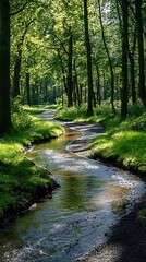 Obraz premium Sunlit stream, forest path, nature