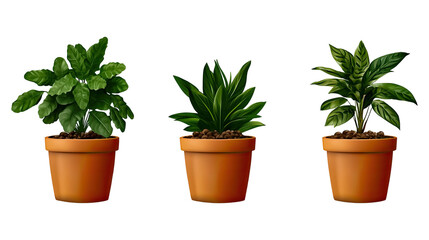 Obraz premium Three vibrant potted plants with lush green leaves, arranged symmetrically against a transparent background, on white background
