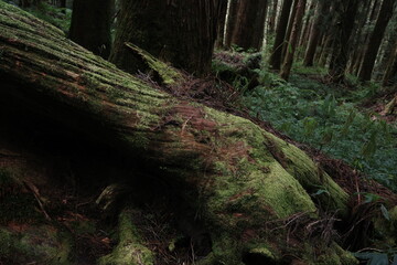 Textured Bark and Moss on an Old Tree in a Dense Forest