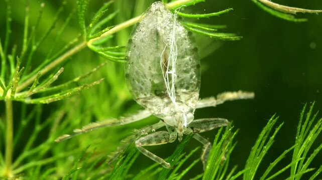 Juvenile Giant Water Bug (Lethocerus americanus) underwater, shed exoskeleton (exuvia) showing the shed linings of the tracheal respiratory system (white filaments), macro close-up. 
