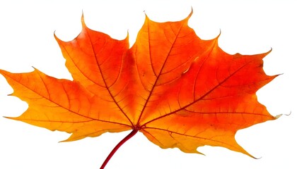 Obraz premium Vibrant autumn maple leaf in fall colors, isolated white background.