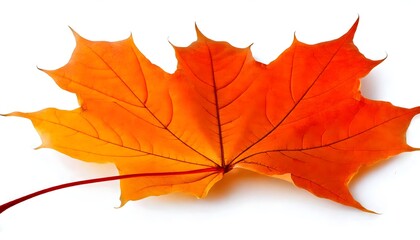 Obraz premium Crisp autumn leaf with seasonal hues, stock photo isolated on white.