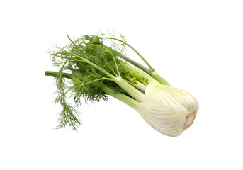 Healthy Farm Fresh Fennel Vegetable Image for Food and Nutrition