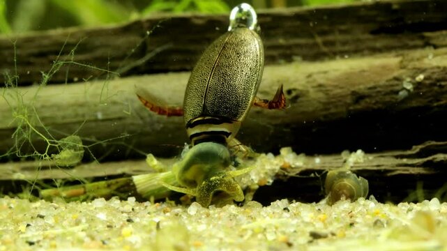 Adult Predaceous Diving Beetle (Graphoderus perplexus) underwater, feeding on a dead snail, dorsal view, macro close-up. 