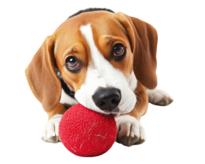 playful beagle dog with red ball, showcasing its adorable features and curious expression. This captures joy and companionship of pets