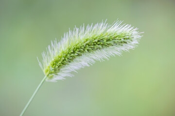 green bristlegrass