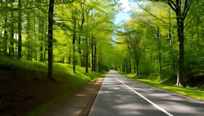 Fototapeta premium Empty asphalt road cutting through a dense beech tree forest in autumn