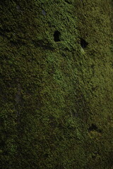 Close-Up of Moss-Covered Rock Surface – Natural Green Texture