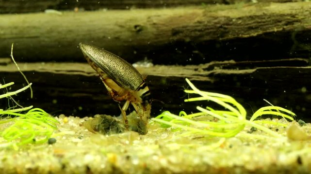 Adult Predaceous Diving Beetle (Graphoderus perplexus) underwater, feeding on a dead snail carcass, macro close-up. 
