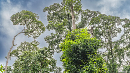 Tall trees of the tropical rainforest. Crowns and trunks on a background of blue sky and clouds. Bottom-up view. Malaysia. Borneo. Sandakan. Kinabatangan Nature Reserve