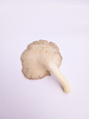 Close up of fresh oyster mushrooms (Pleurotus ostreatus) isolated on a white background.