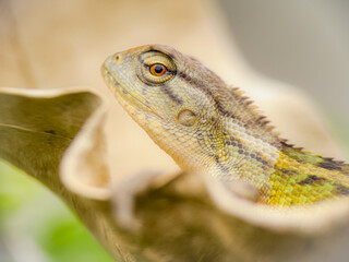 A chameleon is sunbathing on a dry leaf.