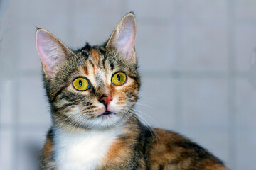 Portrait of a beautiful american shorthair cat.