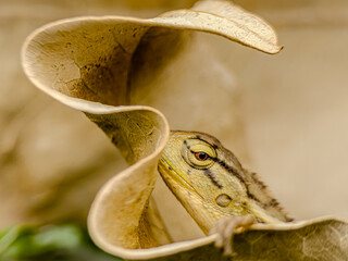 a baby chameleon hiding under a dry leaf