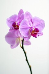 Obraz premium Single light purple orchid, pure white backdrop , macro, flora