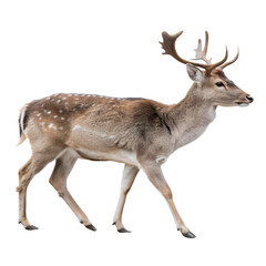 Obraz premium Portrait of a deer full body Isolated Trasnparent Background, Png Isolated, Trasnparent Background