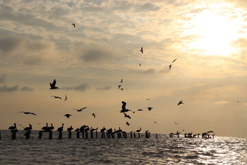 seagulls on the beach