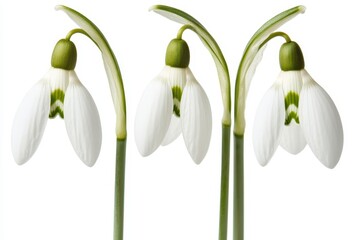 Obraz premium Three galanthus flowers set against a white backdrop