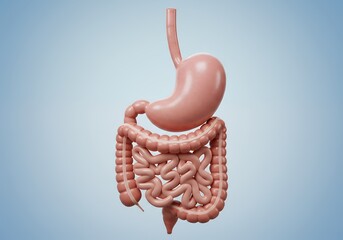 Human Digestive System Showing Stomach and Intestines on Light Blue