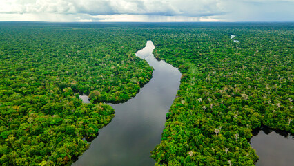 Aerial View of Amazon Rainforest and River in Colombia, Showcasing Lush Greenery and Biodiversity