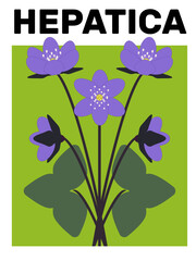 HEPATICA, POSTER, CARD, FLOWER