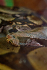 Close-up of a Fascinating Snake in the Lush Amazon Rainforest, Showcasing Incredible Biodiversity