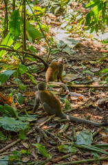 Two Monkeys Exploring the Lush Amazon Rainforest in Colombia