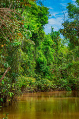 Serene Amazon Rainforest Landscape with Lush Greenery and Tranquil River