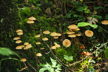 mushroom in the forest