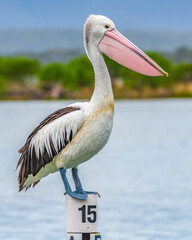 Australian Pelican perching on a boat mooring at Mallacoota Inlet