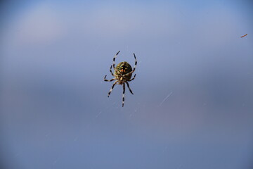 spider on the web
