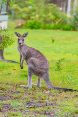 Eastern Grey Kangaroo