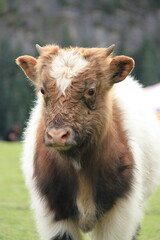 Fototapeta premium calf