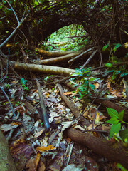 Natural tunnel on a path in the forest. Fallen oak tree.