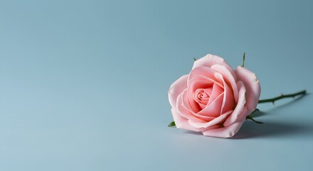 Fototapeta premium Delicate Pink Rose Blossom Lying Down on a Pastel Blue Background
