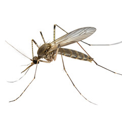 mosquito Isolated Trasnparent Background, Png Isolated, Trasnparent Background