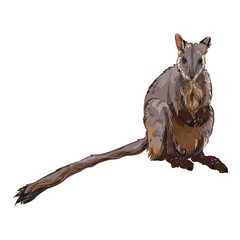 Realistic detail Brush-tailed rock wallaby vector illustration
