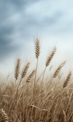 Fototapeta premium Tall wheat stalks stand gracefully against a backdrop of soft, cloudy skies, capturing the essence of a peaceful late summer afternoon in a rural setting