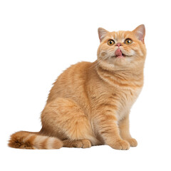 Funny orange British shorthair cat Isolated Trasnparent Background, Png Isolated, Trasnparent Background