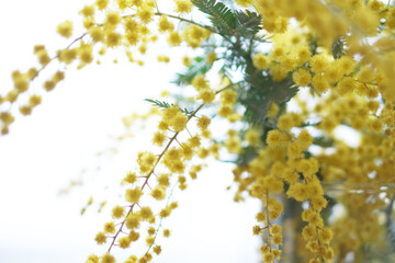 春の訪れを知らせる花 ミモザ