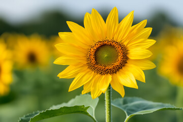 Obraz premium Bright yellow sunflower with detailed petals and a vibrant green center in a sunny field