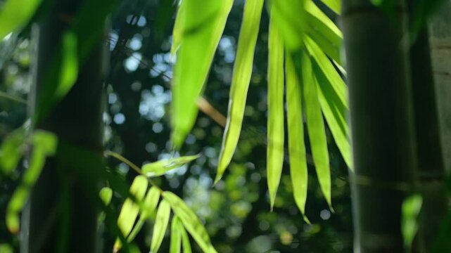 Bamboo Leaves 02