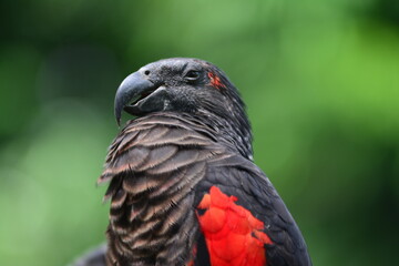 Nuri Kabare is another name for the Pesquet’s Parrot (Psittrichas fulgidus), also known as the Dracula Parrot due to its unique appearance. It is a rare and striking parrot species native to the rainf