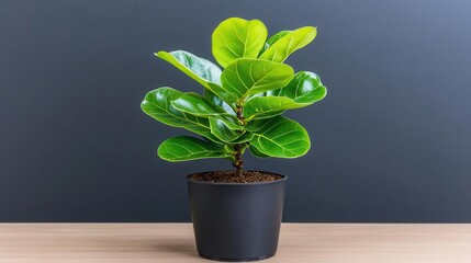 Fototapeta premium Green fiddle leaf fig plant in a black pot against a dark gray background.